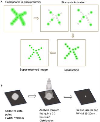 The Benefits of Unnatural Amino Acid Incorporation as Protein Labels for Single Molecule Localization Microscopy